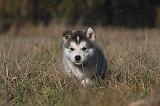 ALASKAN MALAMUTE 461